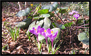 青春の喜び、切望etc.